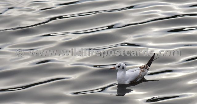 gn Gull on silver lake by Paul McElroy