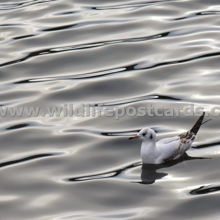 gn Gull on silver lake by Paul McElroy