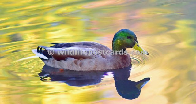 aa Mallard pink yellow by Paul McElroy