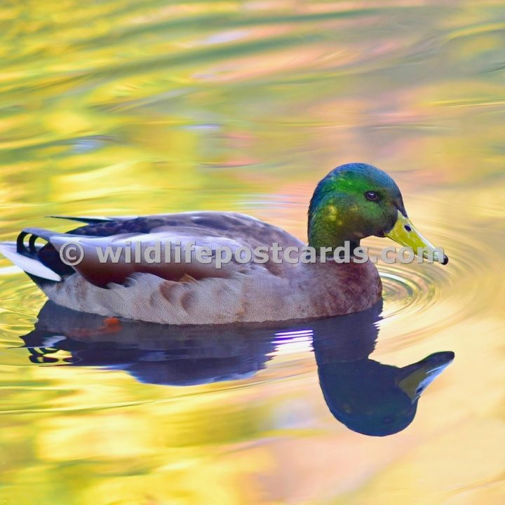 aa Mallard pink yellow by Paul McElroy