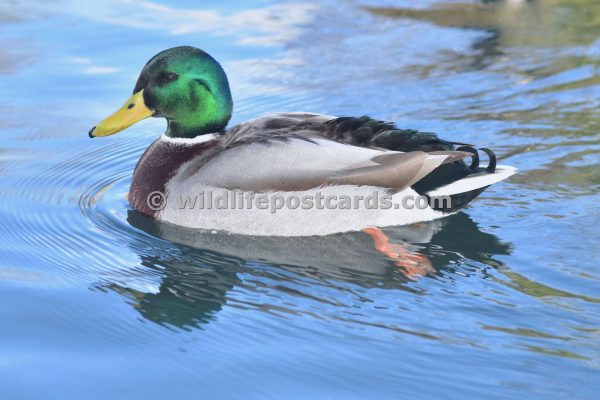 MALLARD