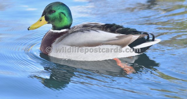 aj Mallard sky blue by Paul McElroy