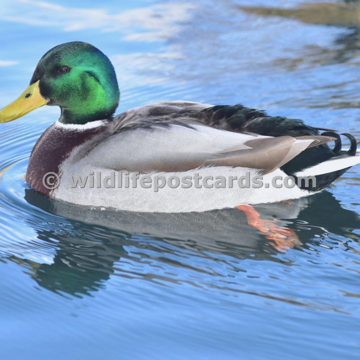 aj Mallard sky blue by Paul McElroy