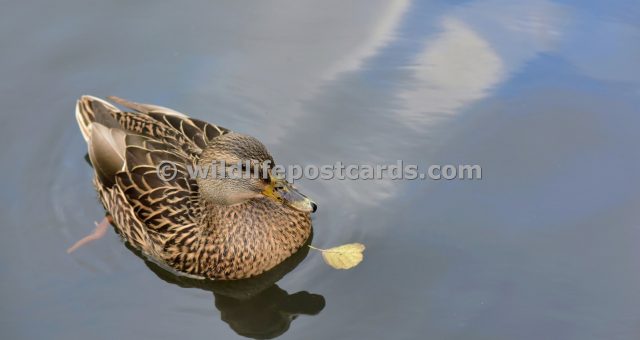 ak Mallard and leaf by Paul McElroy