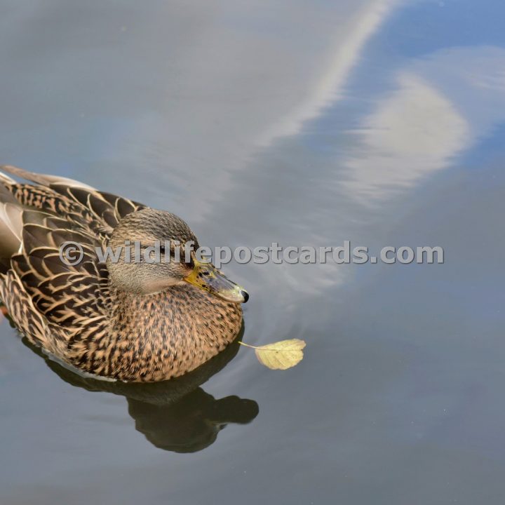 ak Mallard and leaf by Paul McElroy