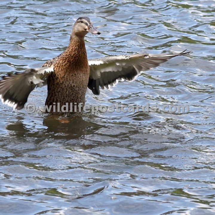 al Mallard stand