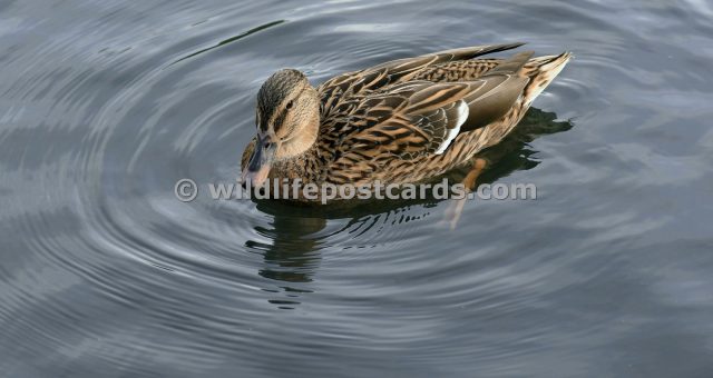 am Mallard silver stare by Paul McElroy