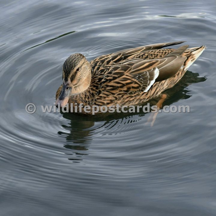 am Mallard silver stare by Paul McElroy