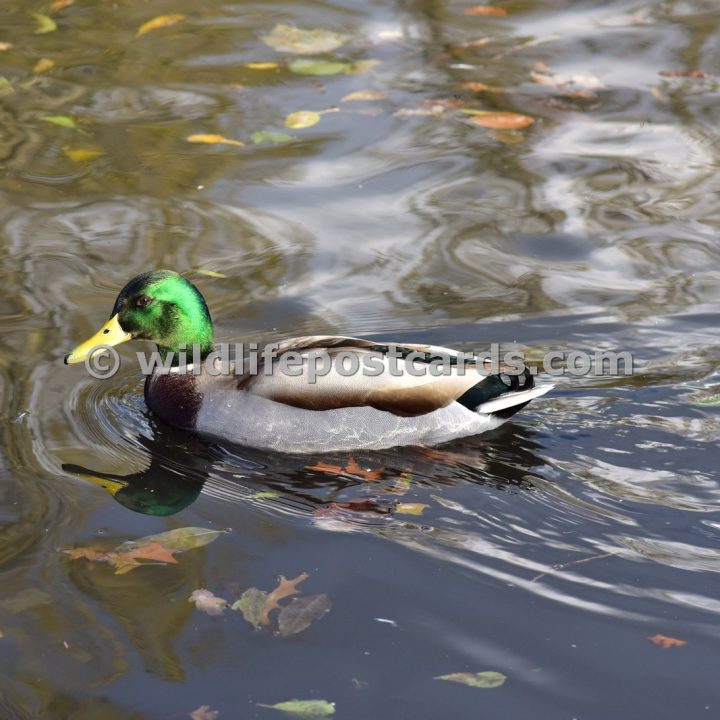 an Mallard with autumn leaves by Paul McElroy