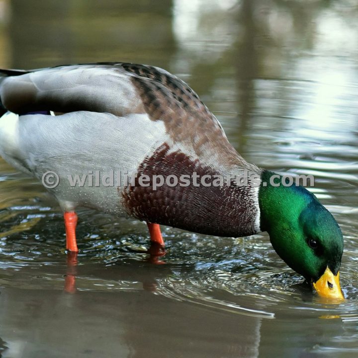 ao Mallard dipping by Paul McElroy