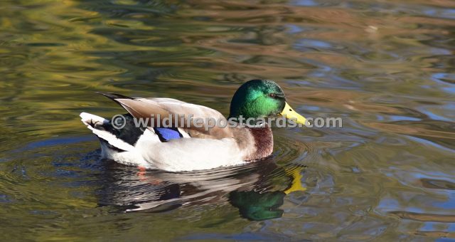 ap Mallard autumn colours by Paul McElroy