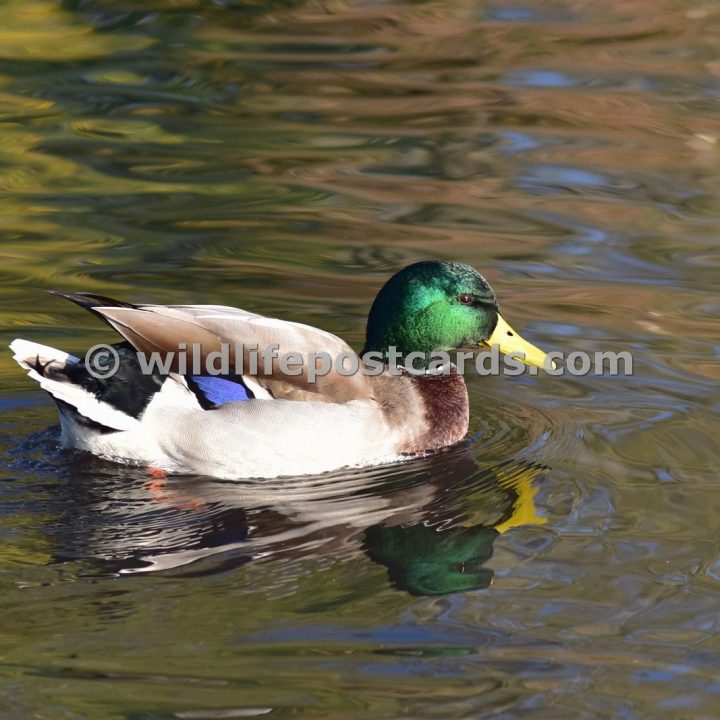 ap Mallard autumn colours by Paul McElroy