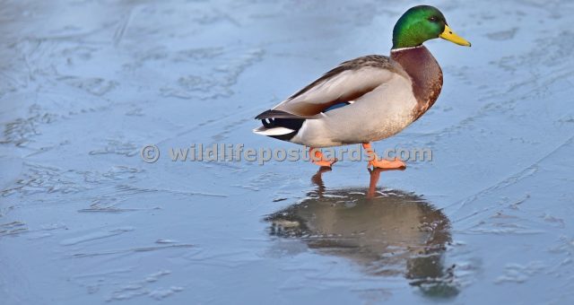 aq Mallard on ice by Paul McElroy