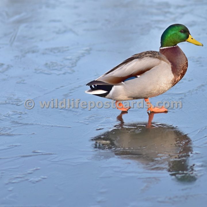 aq Mallard on ice by Paul McElroy