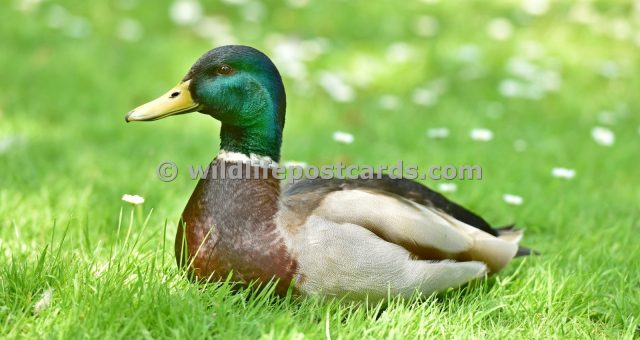 ar Mallard in the grass by Paul McElroy