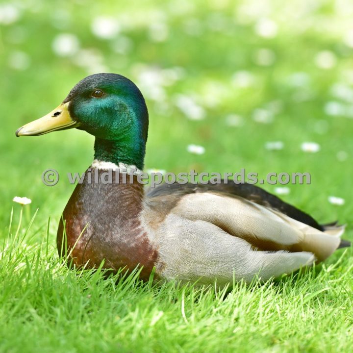 ar Mallard in the grass by Paul McElroy