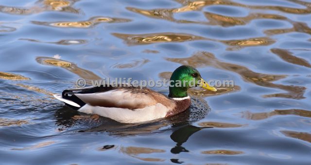 ab Mallard gold stripes by Paul McElroy