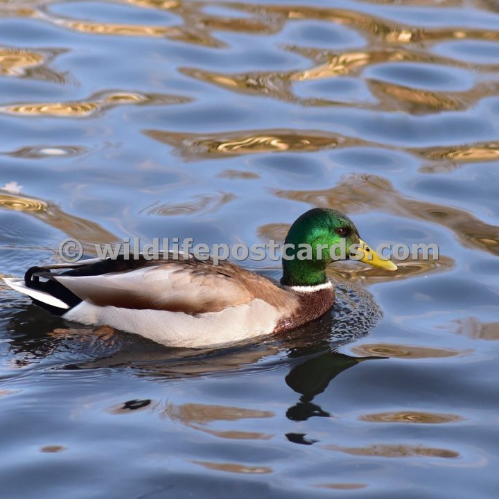 ab Mallard gold stripes by Paul McElroy