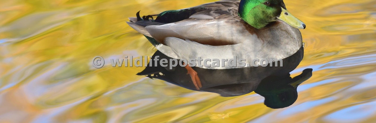 Mallards Gallery - click on a photo for details and prices