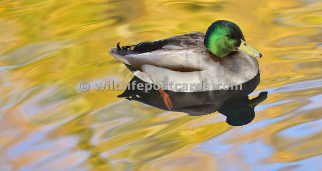 ac  Mallard goldy by Paul McElroy