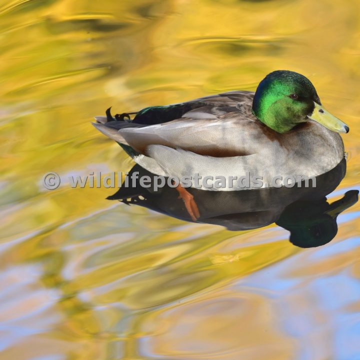 ac  Mallard goldy by Paul McElroy