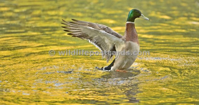 ad Mallard wing flap at sunset by Paul McElroy