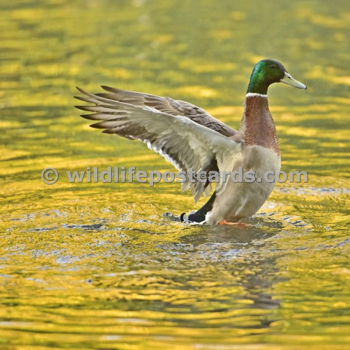 ad Mallard wing flap at sunset by Paul McElroy