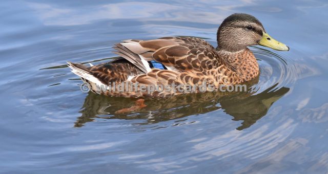 ae Mallard cloudy by Paul McElroy