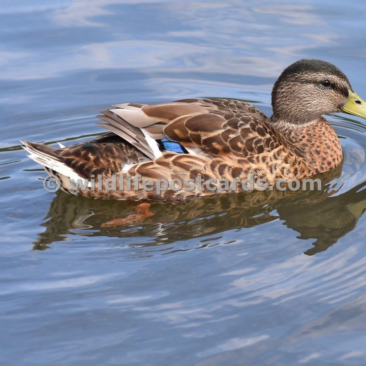 ae Mallard cloudy by Paul McElroy