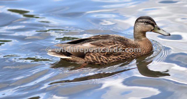 af Mallard aqua by Paul McElroy