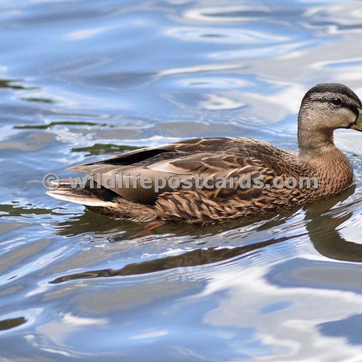 af Mallard aqua by Paul McElroy