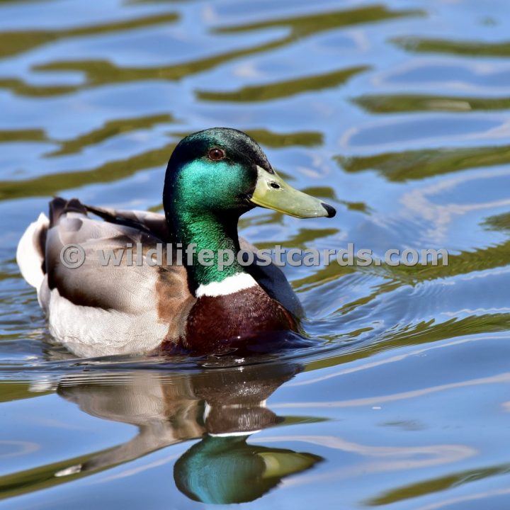 ag Mallard stare by Paul McElroy