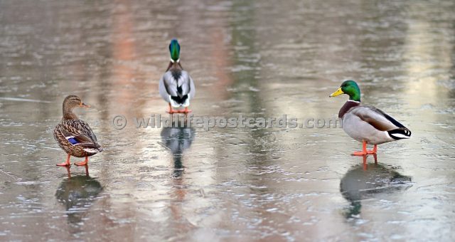 ah Mallard Chilly reception by Paul McElroy