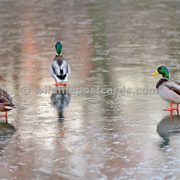 ah Mallard Chilly reception by Paul McElroy