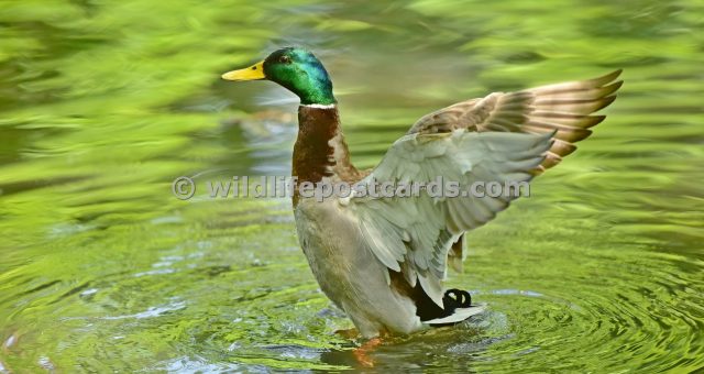 ai Mallard wing flap in green by Paul McElroy