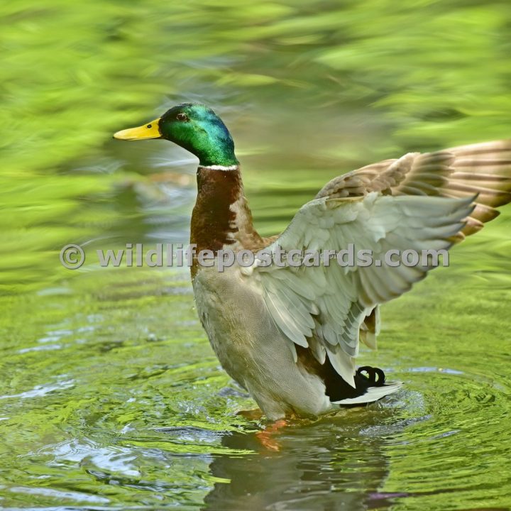 ai Mallard wing flap in green by Paul McElroy