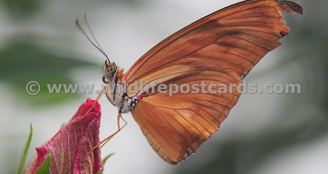 ca Butterfly orange by Paul McElroy