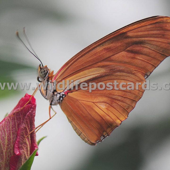 ca Butterfly orange by Paul McElroy