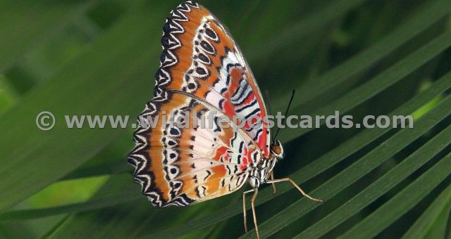 cb Butterfly Orange striped by Paul McElroy