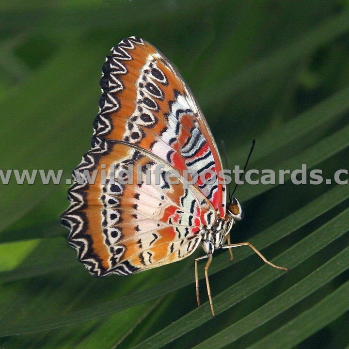 cb Butterfly Orange striped by Paul McElroy