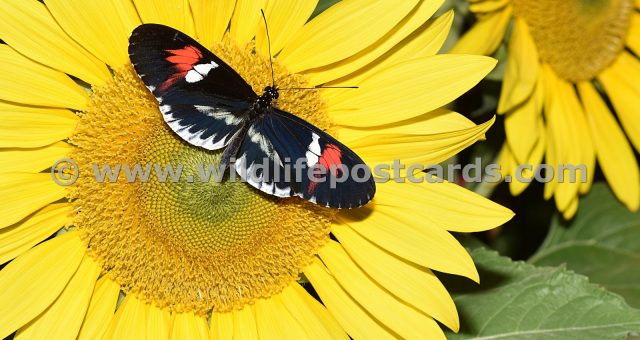 cc Butterfly on sunflower by Paul McElroy