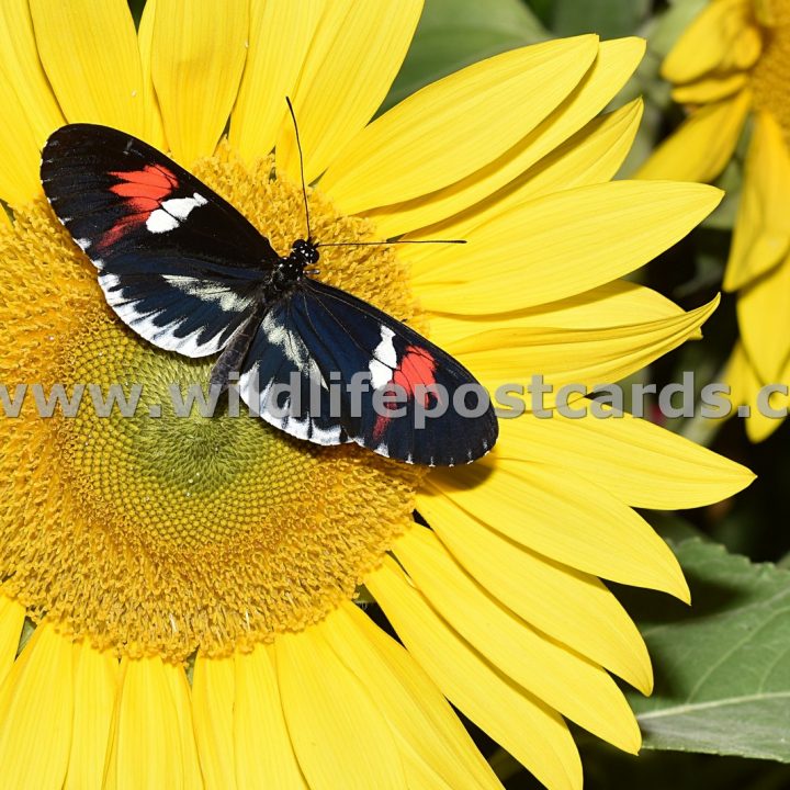 cc Butterfly on sunflower by Paul McElroy