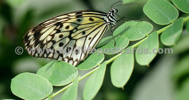 cd Butterfly on steps by Paul McElroy