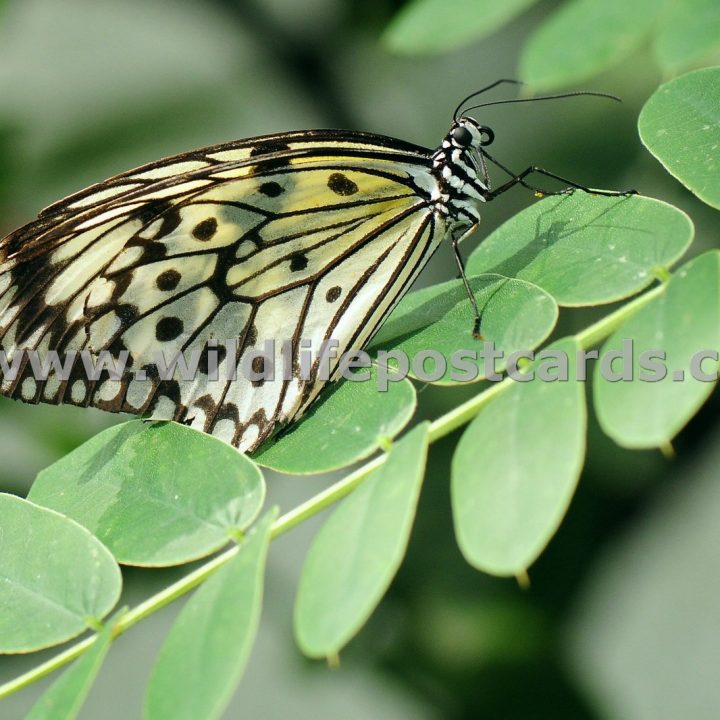 cd Butterfly on steps by Paul McElroy