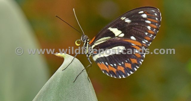 ce Butterfly on a curved leaf by Paul McElroy