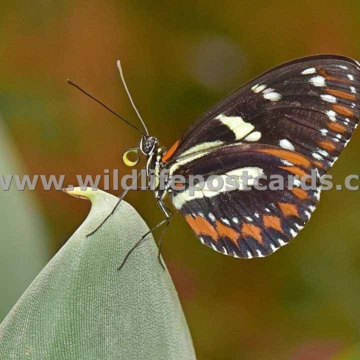 ce Butterfly on a curved leaf by Paul McElroy