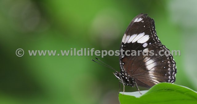 cf Butterfly at the abyss by Paul McElroy