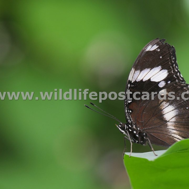 cf Butterfly at the abyss by Paul McElroy