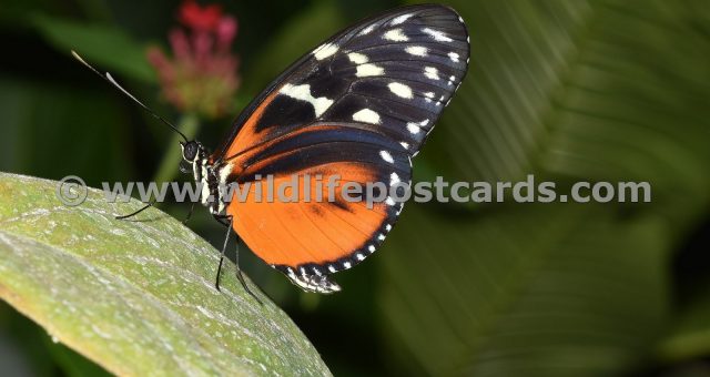 cg Butterfly orange 2 by Paul McElroy