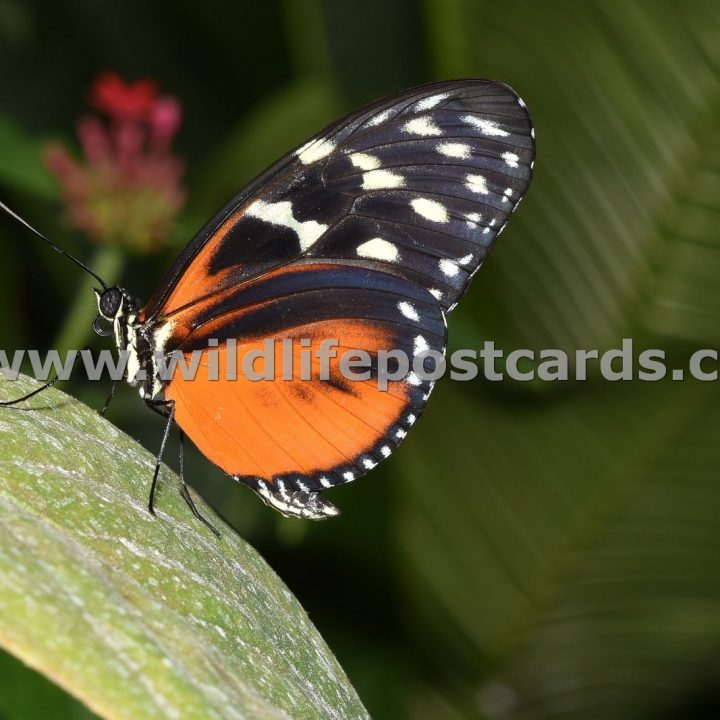 cg Butterfly orange 2 by Paul McElroy